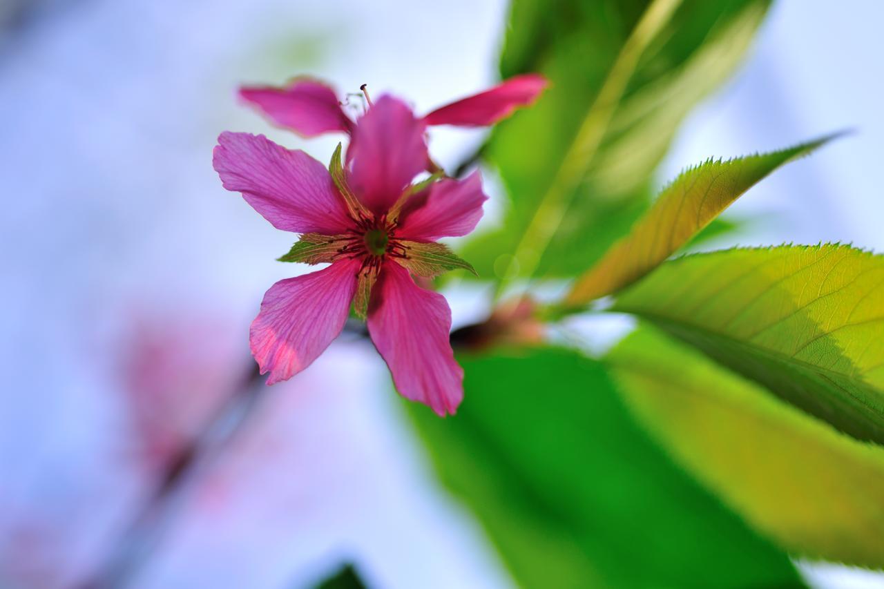 Zhoulan Flower Free花自在 מראה חיצוני תמונה