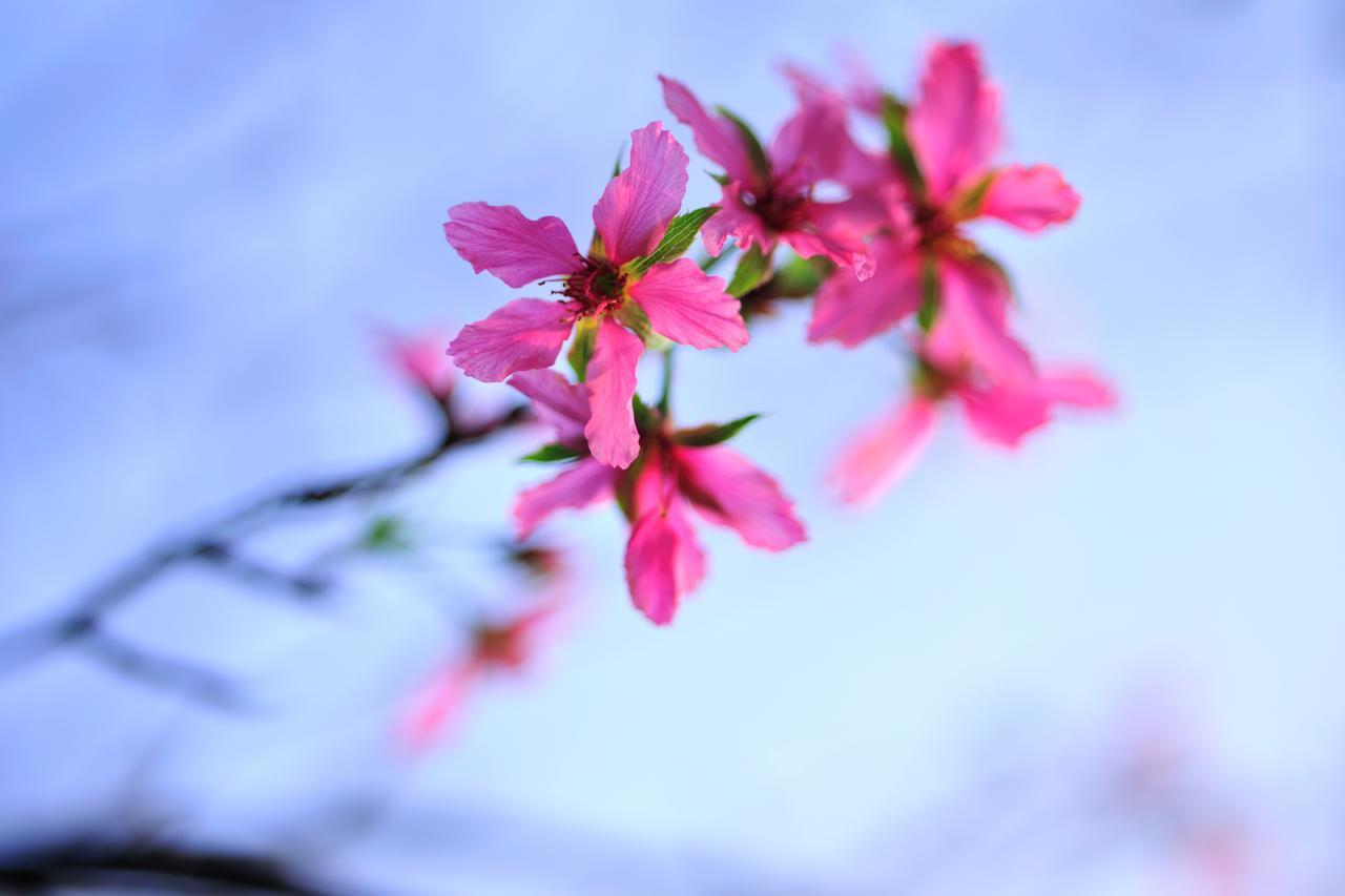 Zhoulan Flower Free花自在 מראה חיצוני תמונה